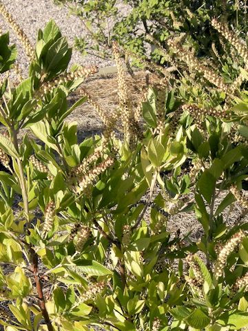 Clethra alnifolia