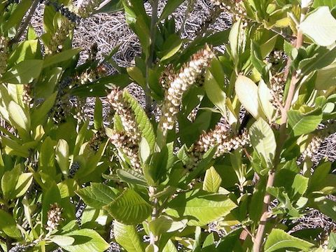 Clethra alnifolia