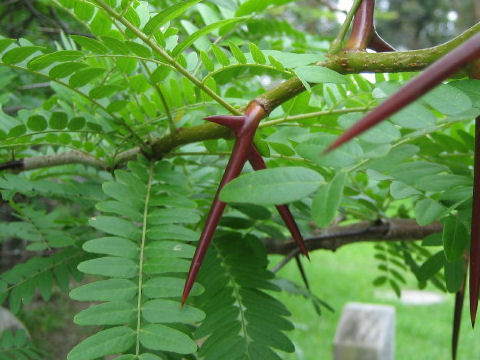 Gleditsia triacanthos