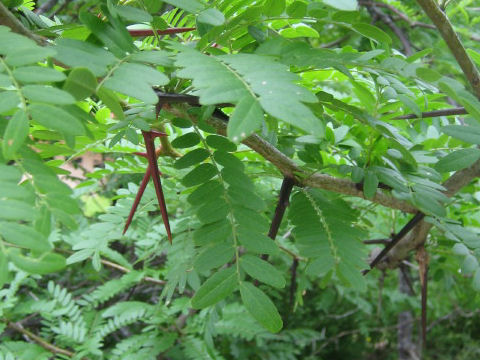 Gleditsia triacanthos