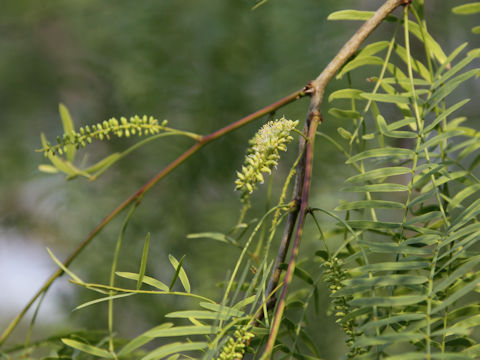 Gleditsia triacanthos