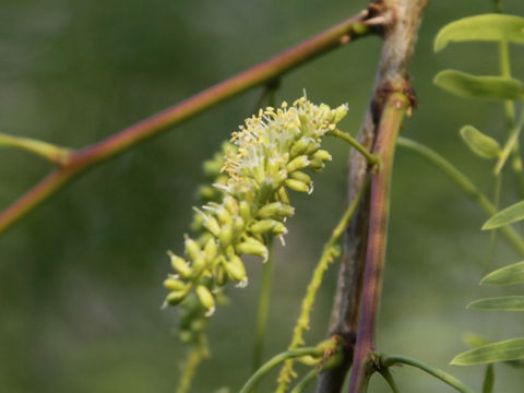 Gleditsia triacanthos