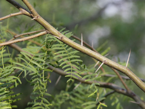 Gleditsia triacanthos