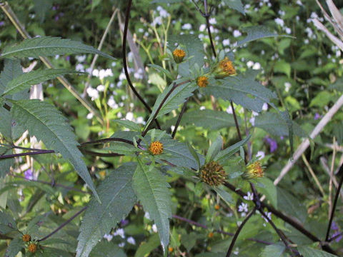 Bidens frondosa