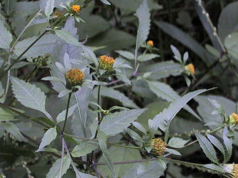 Bidens frondosa