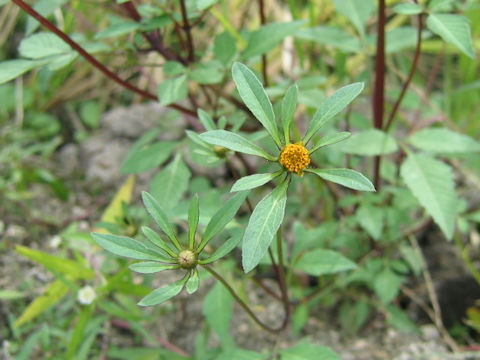 Bidens frondosa