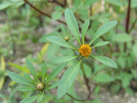 Bidens frondosa