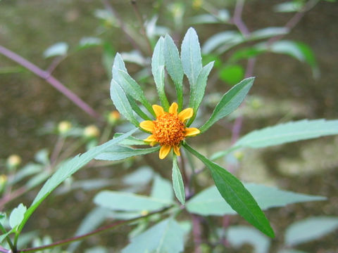 Bidens frondosa