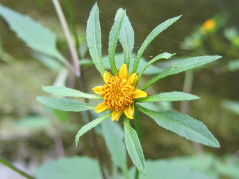 Bidens frondosa