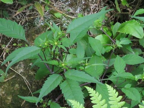 Bidens frondosa