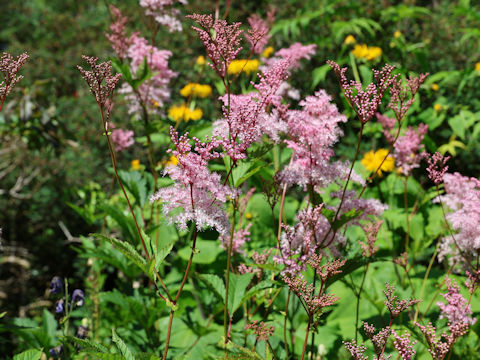 Filipendula rubra