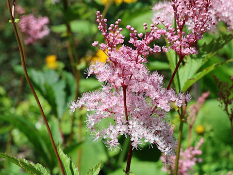 Filipendula rubra