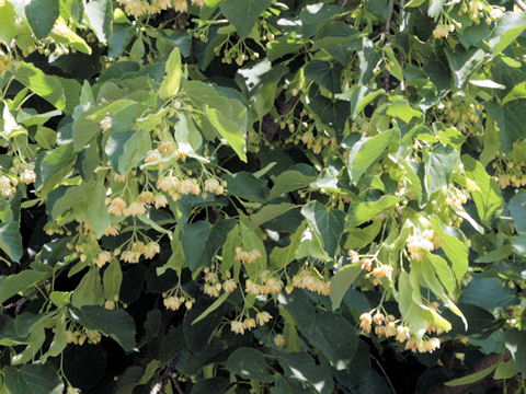 Tilia americana