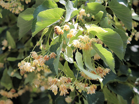 Tilia americana