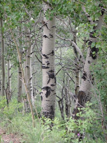 Betula papyrifera