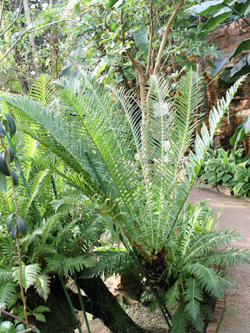 Blechnum occidentale