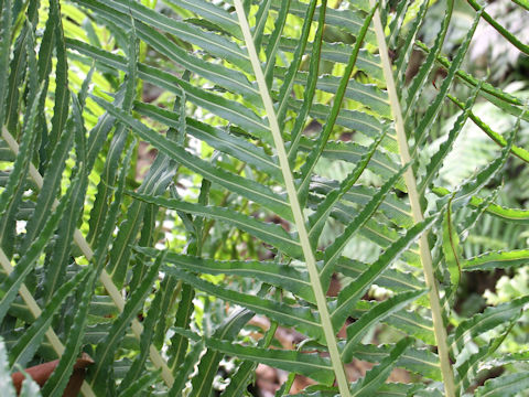 Blechnum occidentale