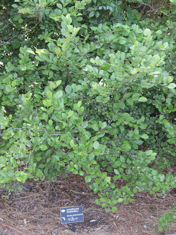 Styrax americanus