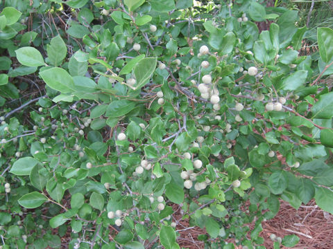 Styrax americanus