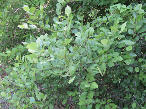 Styrax americanus