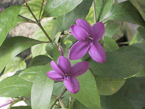 Pseuderanthemum laxiflorum