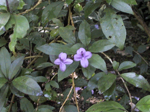 Pseuderanthemum laxiflorum