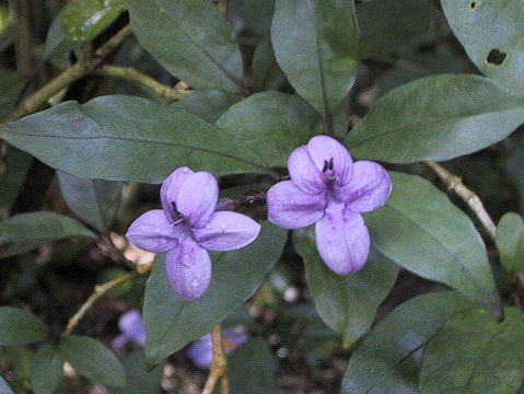 Pseuderanthemum laxiflorum