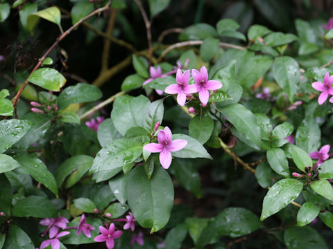 Pseuderanthemum laxiflorum