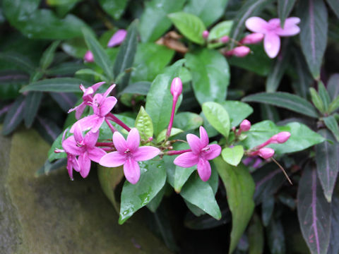 Pseuderanthemum laxiflorum