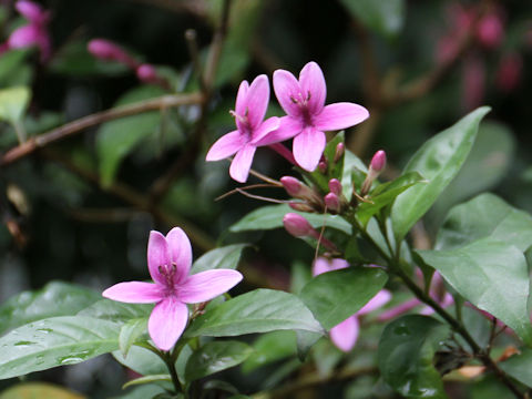 Pseuderanthemum laxiflorum