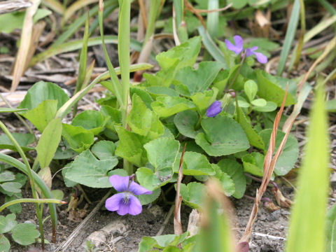 Viola sororia