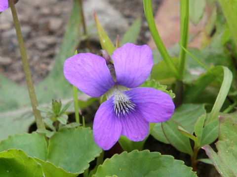 Viola sororia