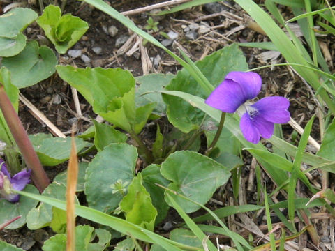 Viola sororia