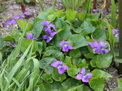 Viola sororia