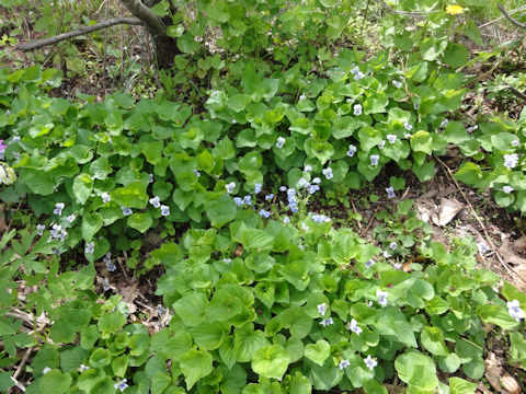 Viola sororia cv. Priceana