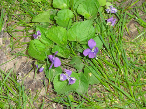 Viola sororia