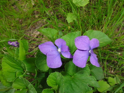 Viola sororia