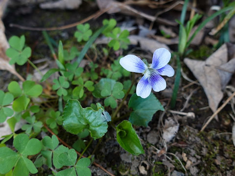 Viola sororia