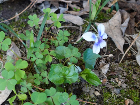 Viola sororia