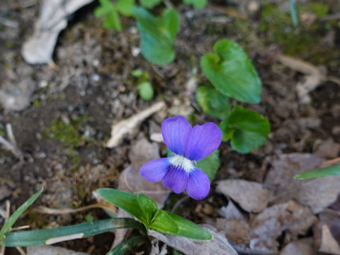 Viola sororia