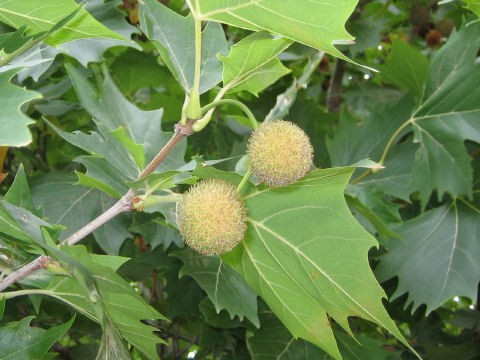 Platanus occidentalis