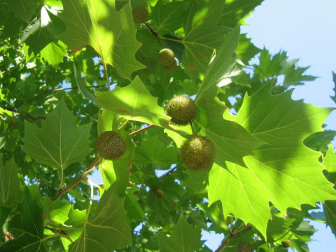 Platanus occidentalis