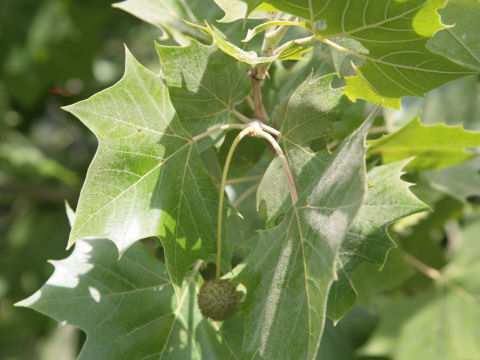 Platanus occidentalis