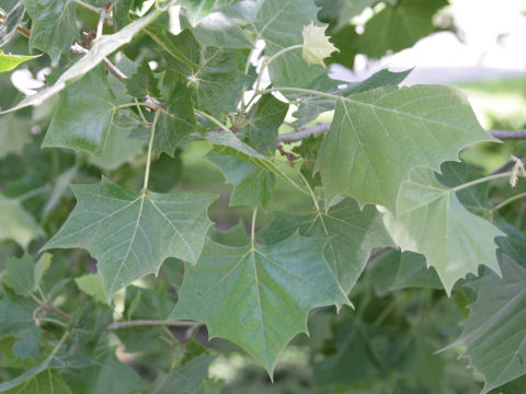 Platanus occidentalis