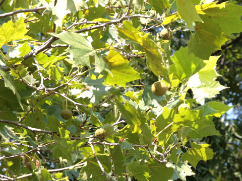 Platanus occidentalis