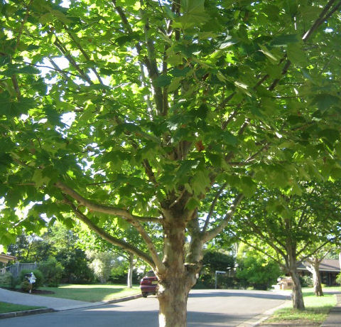 Platanus occidentalis