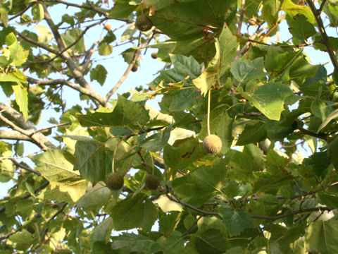 Platanus occidentalis