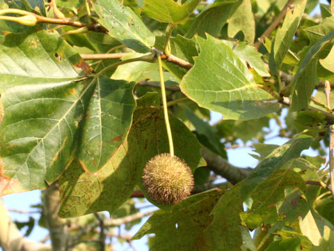 Platanus occidentalis