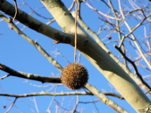 Platanus occidentalis