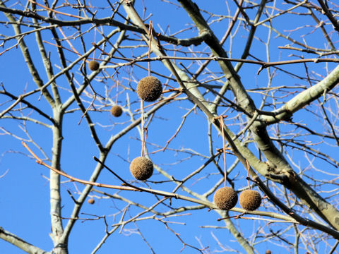 Platanus occidentalis